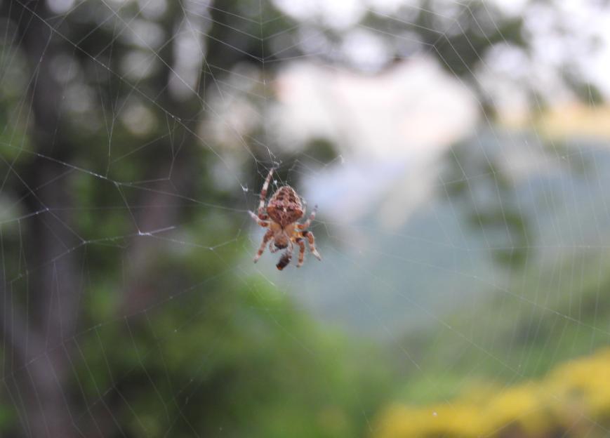 Araneus sp.  e Araneus cfr. angulatus - Gorgoglione (MT)